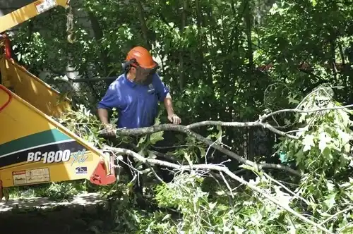 tree services Horace